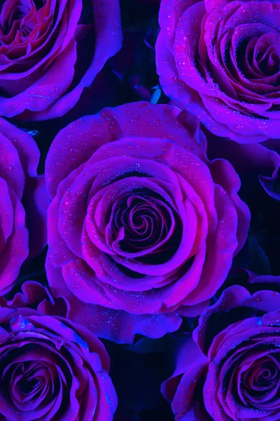 Purple Roses background — Stock Photo, Image