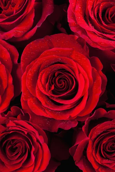 Red Roses background — Stock Photo, Image