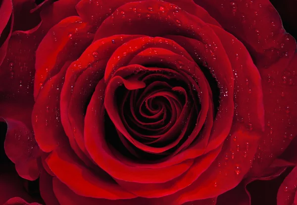 Red Rose background — Stock Photo, Image