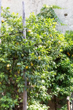 Meyveli limon ağacı