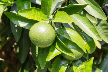 Greyfurt ağaç meyve ile