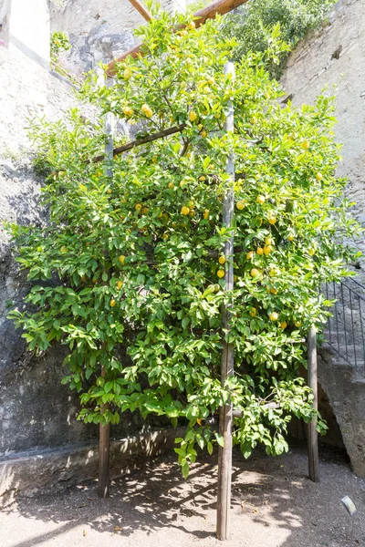 Limoeiro com fruta — Fotografia de Stock