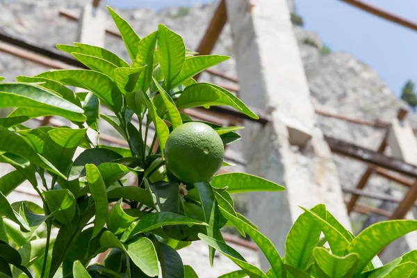 Grapefruit tree with fruits