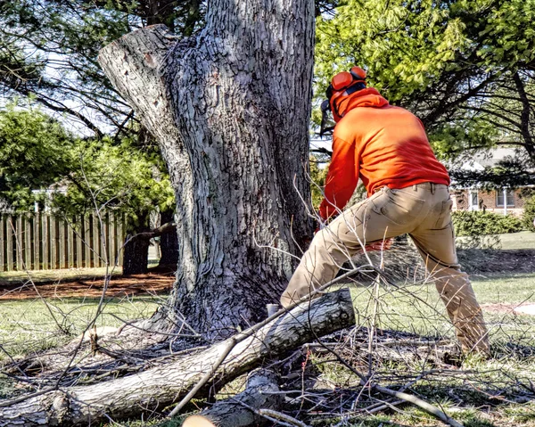 Landscaper uses chainsaw to cut large Limb — Stock Photo, Image