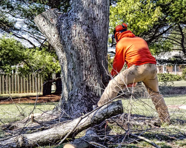 Landscaper utilise une tronçonneuse pour couper un gros membre — Photo