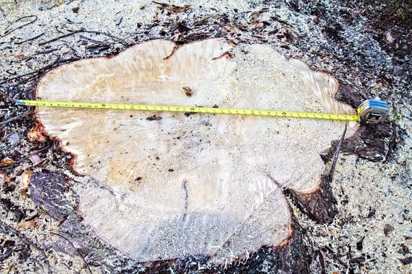 Large top of tree stump and Measuring Tape — Stock Photo, Image