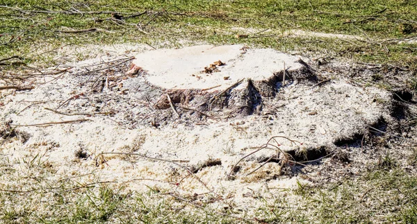 Tree Stump Cut Down Ready for Grinding — Stock Photo, Image