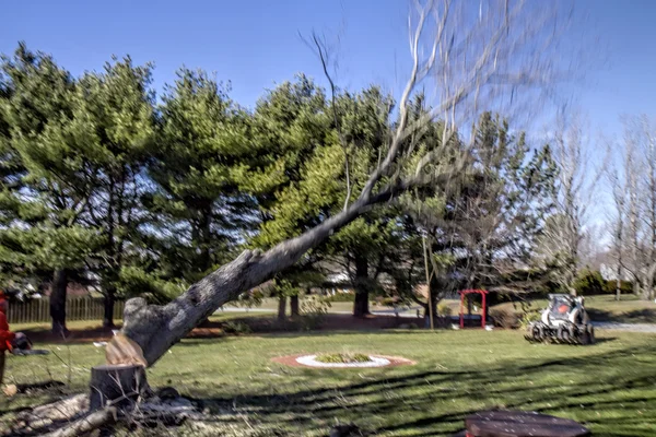 Albero cadere a terra dopo taglio con motosega — Foto Stock