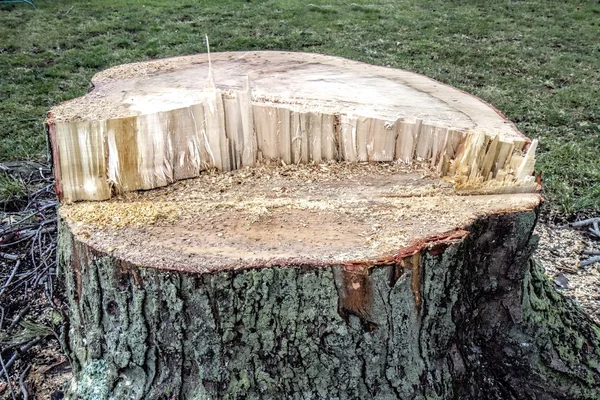 Large Tree Stump after tree cut down. — Stock Photo, Image