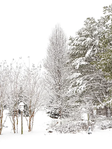 Scena invernale con alberi e birhouse — Foto Stock