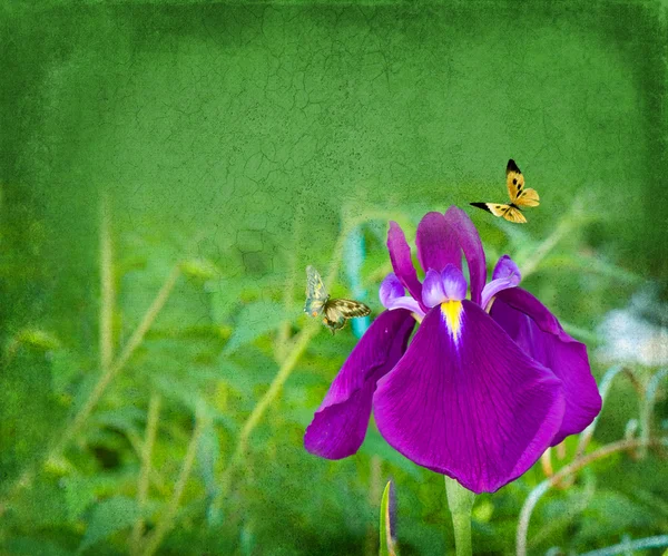 Purple Iris in Garden Background - Butterflies — Stock Photo, Image