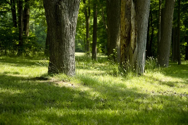 Raggi del sole in mezzo al bosco — Foto Stock