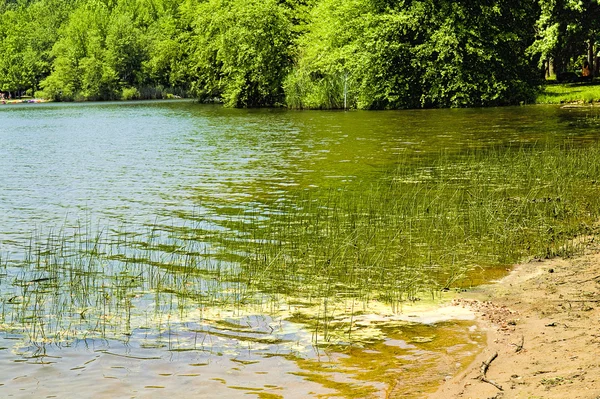 Lakeview με χόρτα που μεγαλώνουν στο νερό — Φωτογραφία Αρχείου