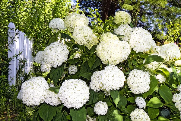 수 국 꽃 가든-블루 — 스톡 사진