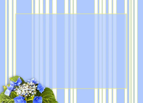 Background in blue and yellow stripes and Hydrangea Flowers — Stock Photo, Image