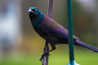 Güneşe bağlı olarak mavi ve yeşil renkleri vurgulanan ve yansıtılan büyük ortak çatırtı