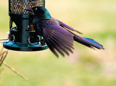 Güneşe bağlı olarak mavi ve yeşil renkleri vurgulanan ve yansıtılan büyük ortak çatırtı