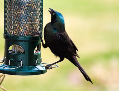 Güneşe bağlı olarak mavi ve yeşil renkleri vurgulanan ve yansıtılan büyük ortak çatırtı