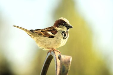 Kahverengi serçe kuş yemliğinde besleniyor. Etrafına göz kulak oluyor..