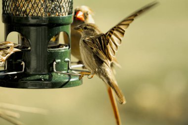 Kanatları açık, kuş yemliğine yaklaşan kahverengi serçe ve arka planda dişi kardinal..