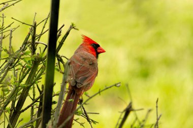 Güzel ve iri yarı bir erkek kardinal yiyecek arıyor. Bazı görüntüler kuş besleyicisi tarafından, diğerleri ise bir direğe tünemiş ya da çalıların arasında bekliyor..
