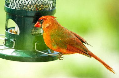 Güzel ve iri yarı bir erkek kardinal yiyecek arıyor. Bazı görüntüler kuş besleyicisi tarafından, diğerleri ise bir direğe tünemiş ya da çalıların arasında bekliyor..