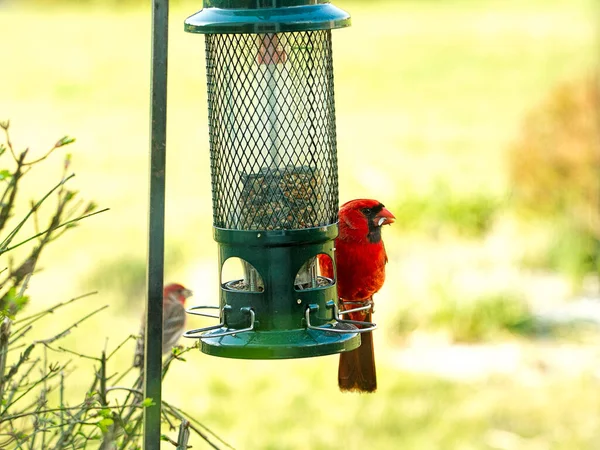 Frumos Mare Cardinal Roșu Sex Masculin Afară Despre Căutarea Mâncare — Fotografie, imagine de stoc