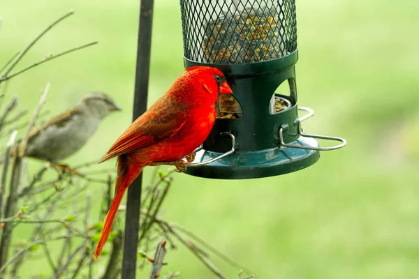 Beautiful Large Male Red Cardinal Out Looking Food Some Images — Stock Photo, Image