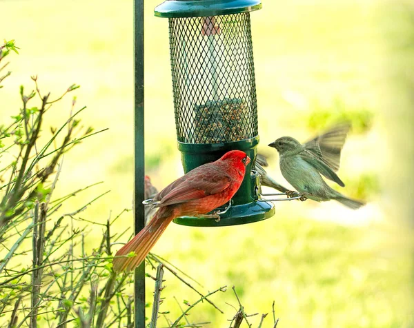 Beautiful Large Male Red Cardinal Out Looking Food Some Images — Stock Photo, Image