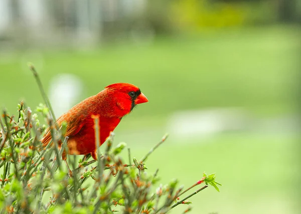 Cardeal Vermelho Masculino Bonito Grande Para Fora Sobre Procura Comida — Fotografia de Stock