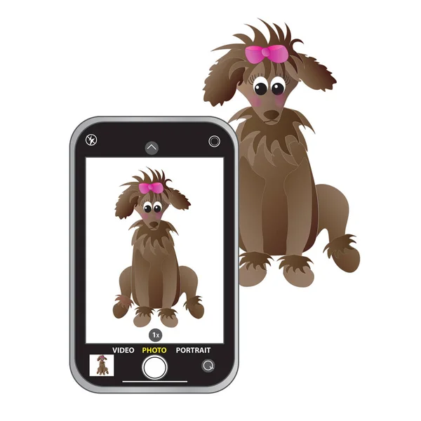 智能手机为一只非常女性化的狮子狗拍照的有趣的概念图像 — 图库照片