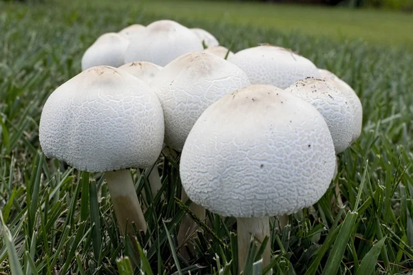Дикие грибы растут на лужайке — стоковое фото