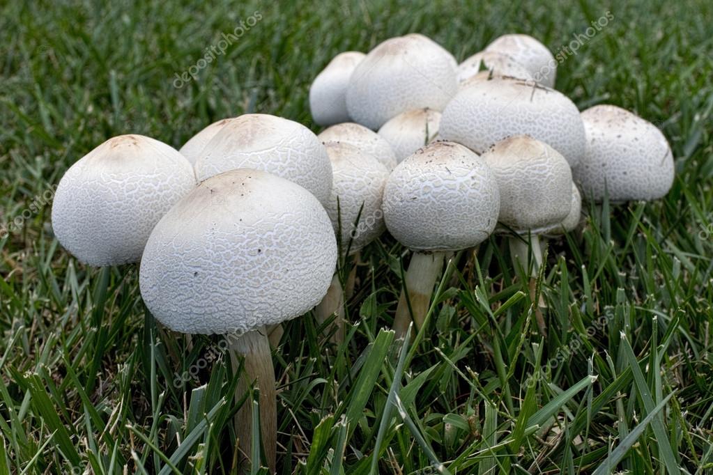 champignons sauvages qui poussent dans la pelouse — Photographie TrudyWilkerson © 52794537