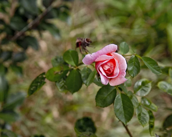 Lonely pink Rose in Fall — Stock Photo, Image