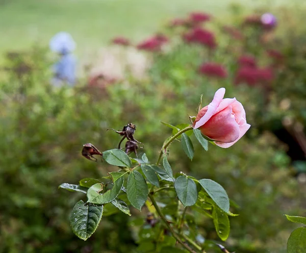 Lonely pink Rose in Fall — Stock Photo, Image