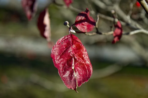 Red Isolated Leaf in Late Fall — Stock Photo, Image