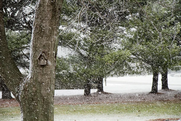 Nature Pine Trees in midst of snow storm — Stock Photo, Image