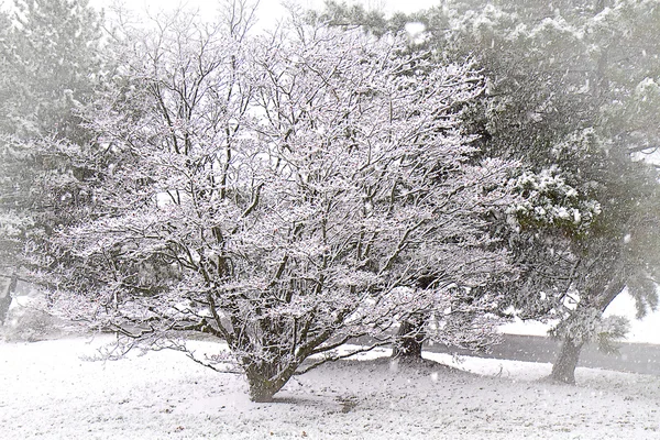 Apple Blossom Tree Winter sneeuw — Stockfoto