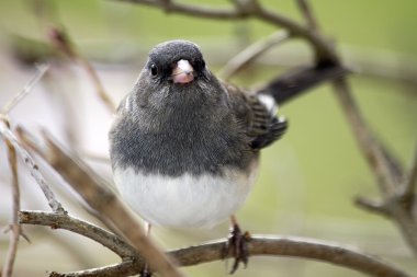 Dallar gri ve beyaz kuş