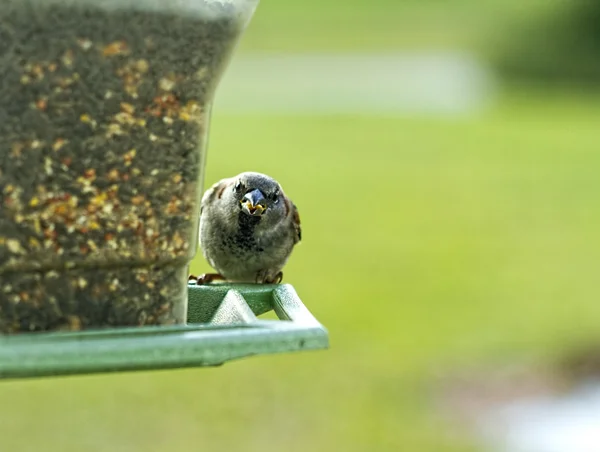 Uccello arrabbiato sull'alimentatore — Foto Stock