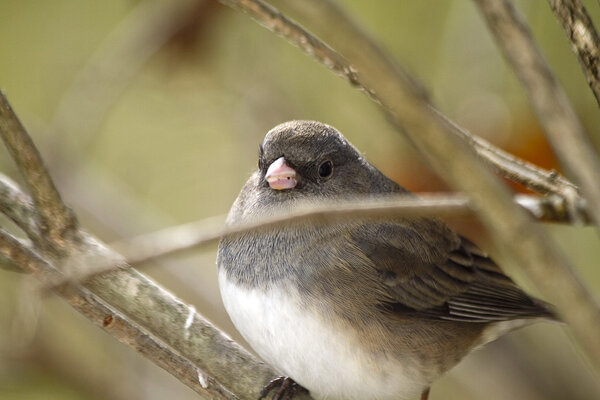 Gray & White Bird on Branches