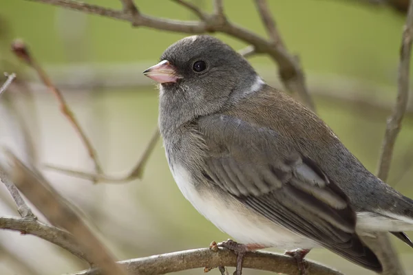 Gray & White Bird en las ramas — Foto de Stock