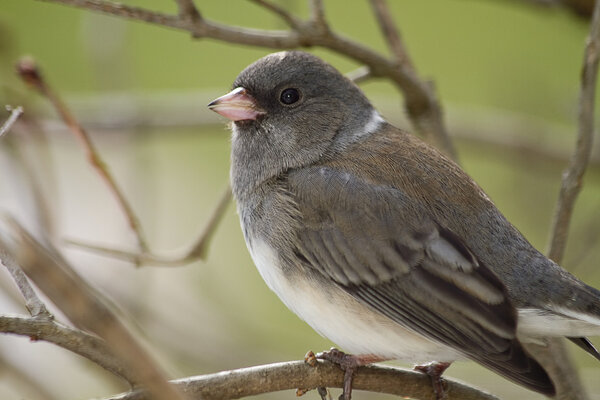 Gray & White Bird on Branches