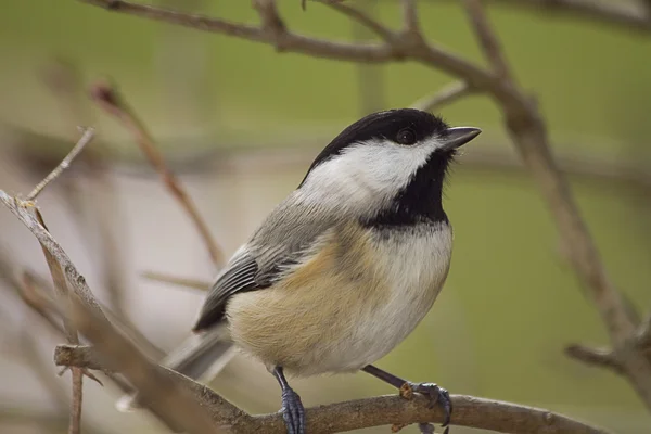 Svart Capped Chickadee på grenar — Stockfoto