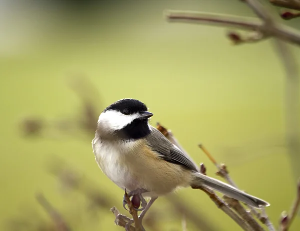 Чорний Capped Chickadee на гілках — стокове фото