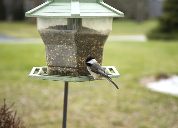 Czarny Capped Chickadee na gałęzi — Zdjęcie stockowe