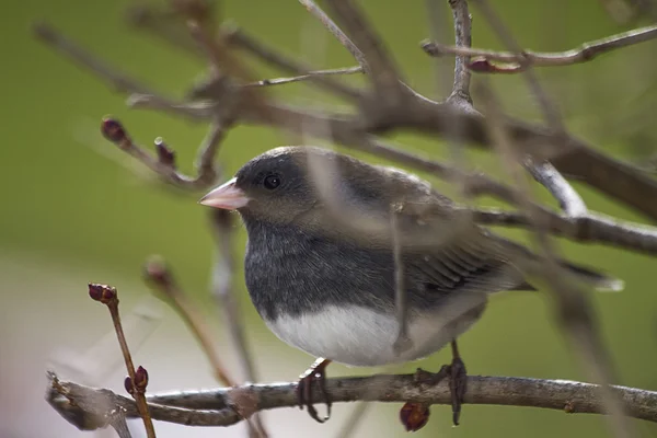 Grau-weißer Vogel auf Ästen — Stockfoto
