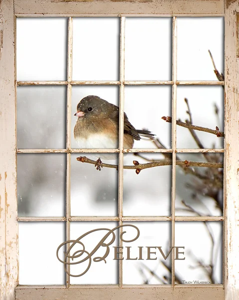 Wierzyć - ptak siedzący widok — Zdjęcie stockowe