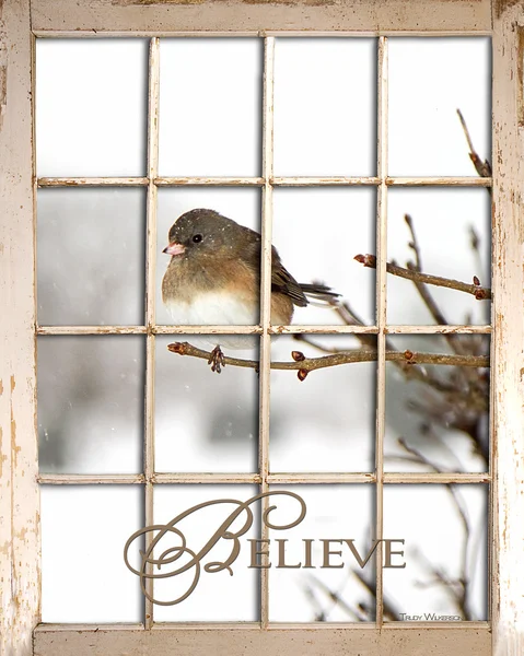 Geloven - vogel zat weergave — Stockfoto