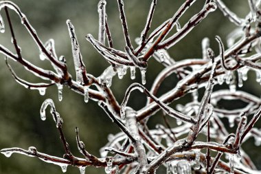 Dalları için tutunmuş buz